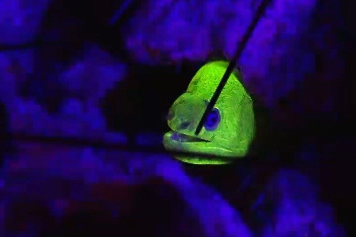 Fluorescent snorkeling with ultraviolet flashlights