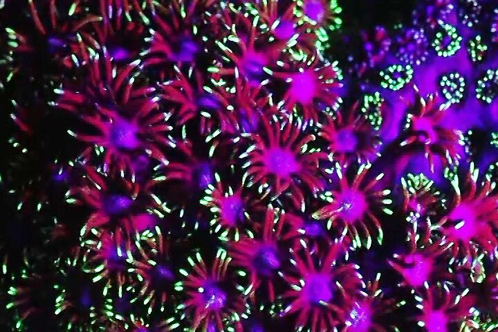 Fluorescent snorkeling with ultraviolet flashlights