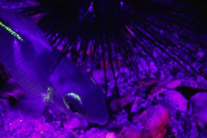 Fluorescent snorkeling with ultraviolet flashlights