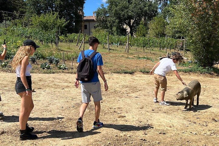 Private Quad Tour of Val d'Orcia and Montepulciano and Lunch
