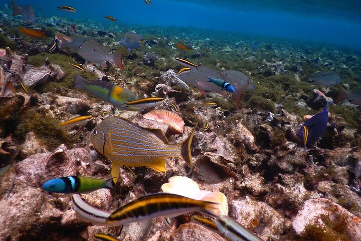 Hol Chan Full-Day Bucket List Snorkeling and Marine Life Tour
