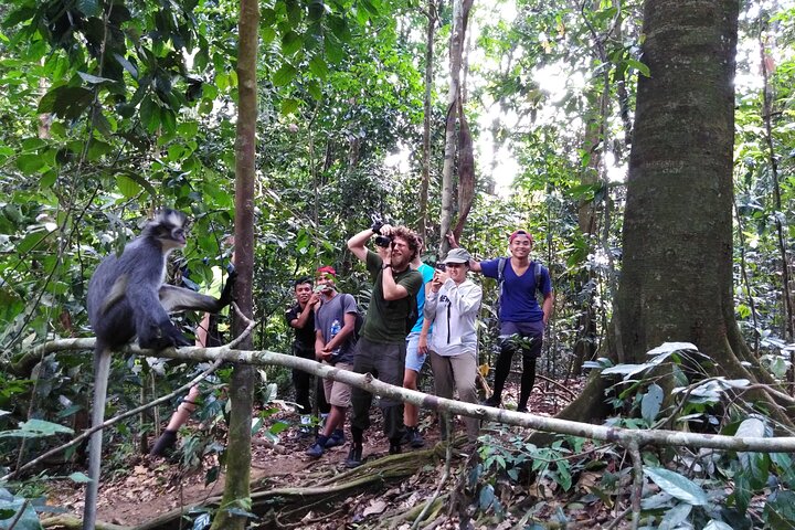 TOUR PACKAGE (jungle trekking, taxi, Room) 4 DAYS 3 NIGHTS in BUKIT LAWANG