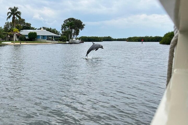 Cocoa Beach Dolphin and Wildlife Tour