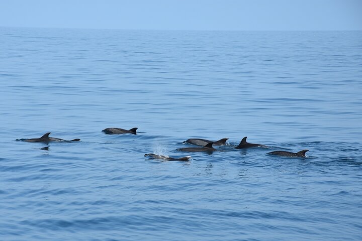 Dolphin Sightseeing Boat Tour from Benalmadena