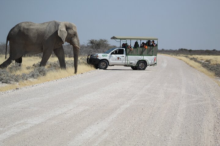 Safari in Etosha national park with professional tour guides born in Etosha.
