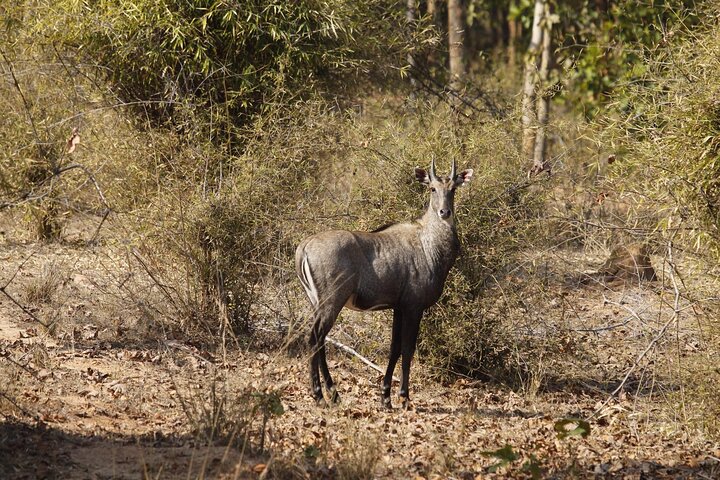 Bardia National Park package with Tiger Tops Karnali lodge