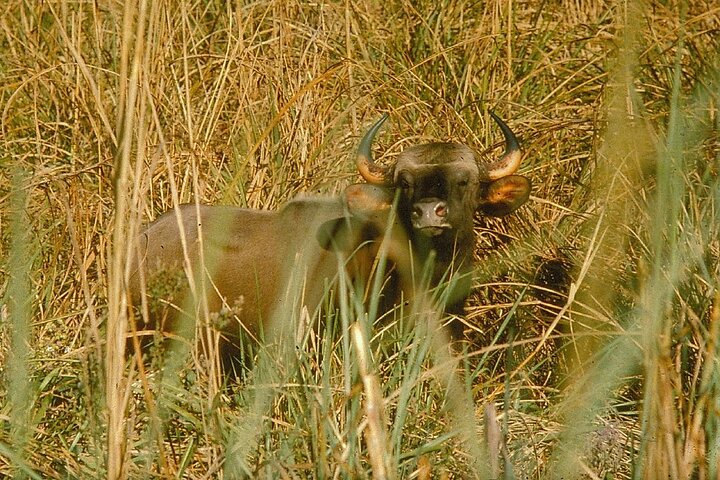 Bardia National Park package with Tiger Tops Karnali lodge