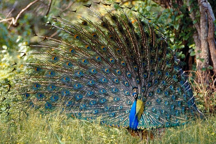 Bardia National Park package with Tiger Tops Karnali lodge