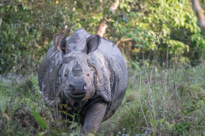 Bardia National Park package with Tiger Tops Karnali lodge