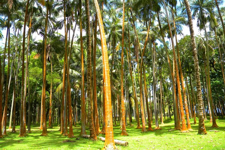 Full Day Tour of Reunion Island with Breakfast