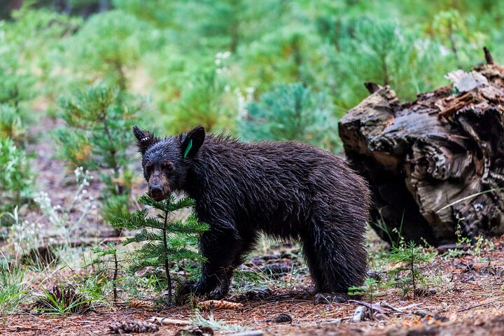 Sequoia & Kings Canyon NP Self-Guided Driving Audio Tour