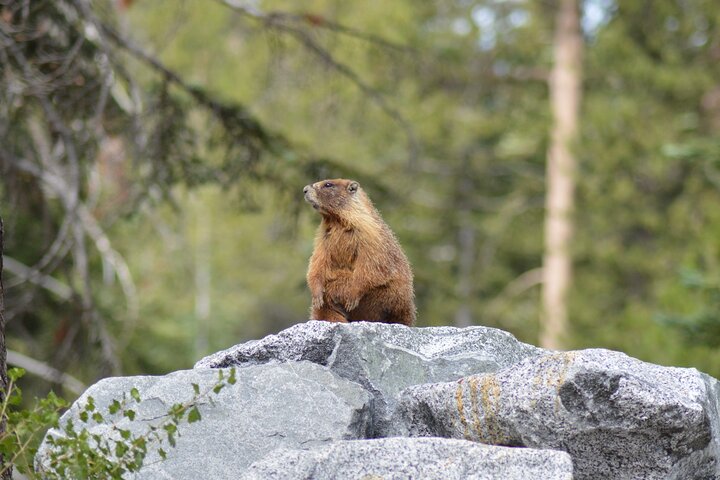 Sequoia & Kings Canyon NP Self-Guided Driving Audio Tour