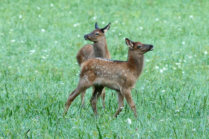 Great Smoky Mountains National Park Self-Guided Driving Tour