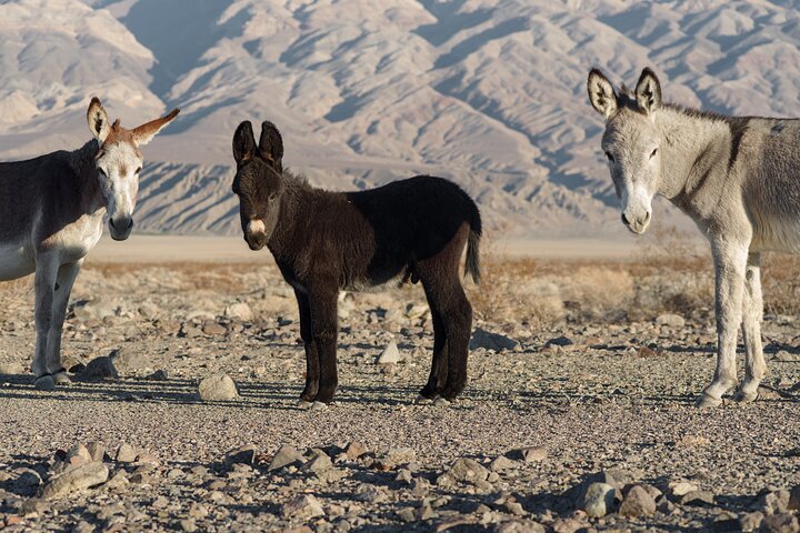 Death Valley National Park Self-Guided Audio Driving Tour