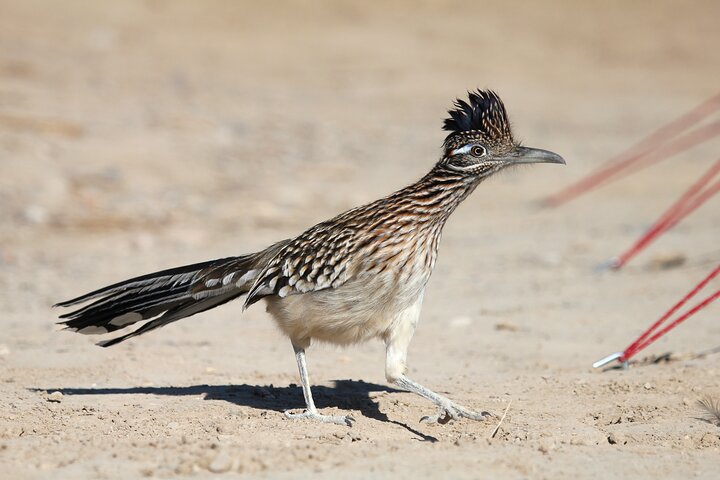 Death Valley National Park Self-Guided Audio Driving Tour
