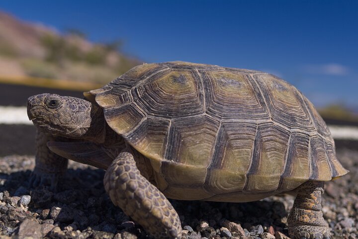 Death Valley National Park Self-Guided Audio Driving Tour