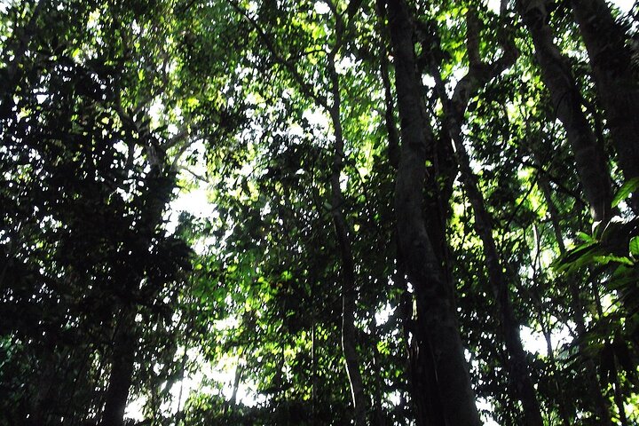 Private Tour in the Amazon Jungle with a visit to Caverns and Lunch