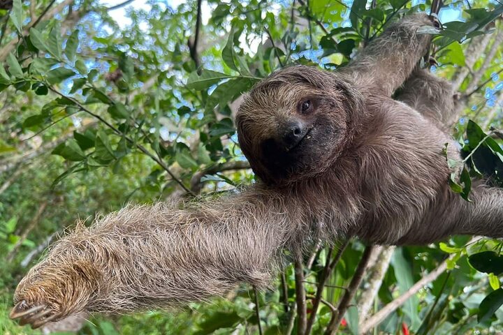 Tropical Rainforest, Hanging Bridges And Jungle Sloths Sanctuary