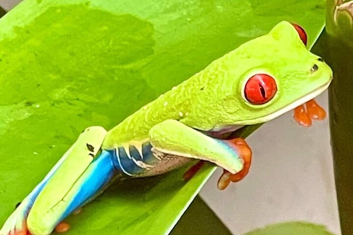 Tropical Rainforest, Hanging Bridges And Jungle Sloths Sanctuary