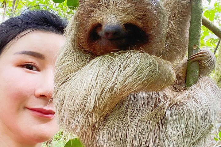 Tropical Rainforest, Hanging Bridges And Jungle Sloths Sanctuary