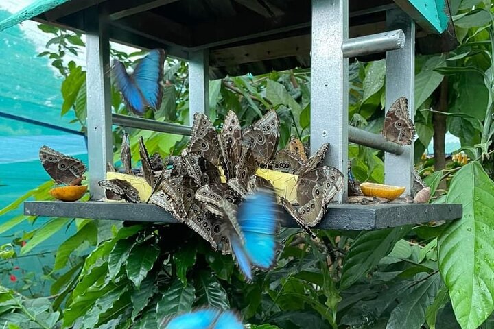 Tropical Rainforest, Hanging Bridges And Jungle Sloths Sanctuary