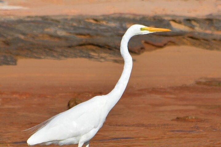 Morning Cruise on the Murchison River in Kalbarri (April to Nov)