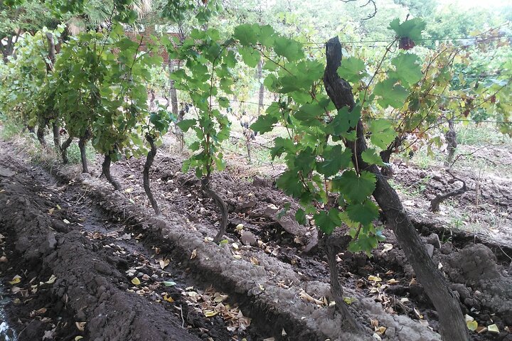 Excursión de 3 bodegas y 1 olivícola con degustación