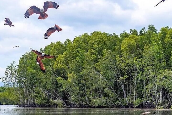 Combo - Cable Car & Sky Bridge And Tg. Rhu Mangrove Private Boat Tour With Lunch