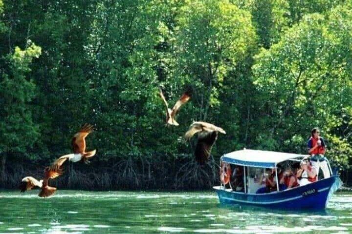 Combo - Cable Car & Sky Bridge And Tg. Rhu Mangrove Private Boat Tour With Lunch