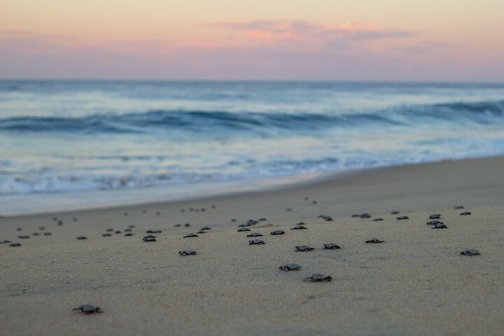 Los Cabos Sunset Turtle Release Conservation Experience