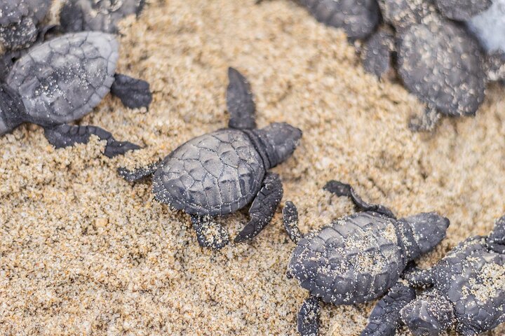 Los Cabos Sunset Turtle Release Conservation Experience