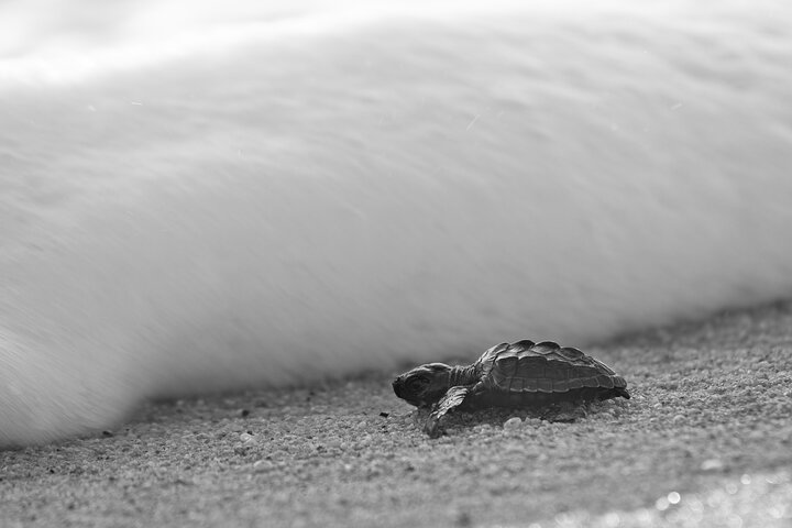 Los Cabos Sunset Turtle Release Conservation Experience