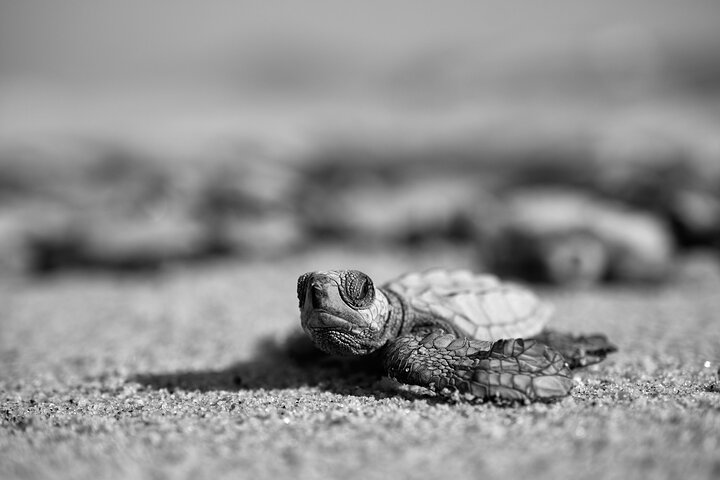 Los Cabos Sunset Turtle Release Conservation Experience