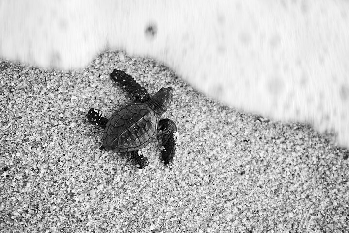 Los Cabos Sunset Turtle Release Conservation Experience