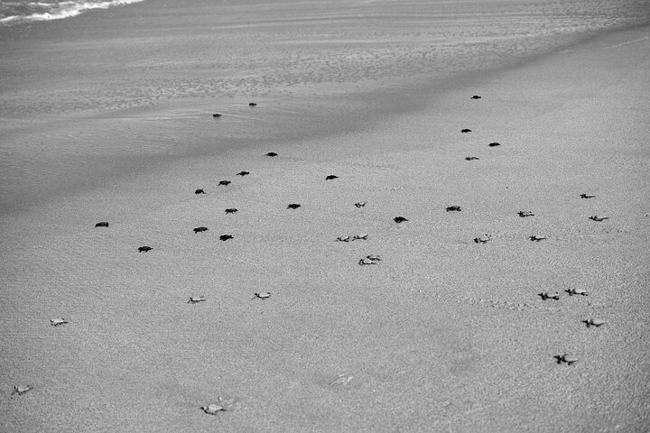 Los Cabos Sunset Turtle Release Conservation Experience