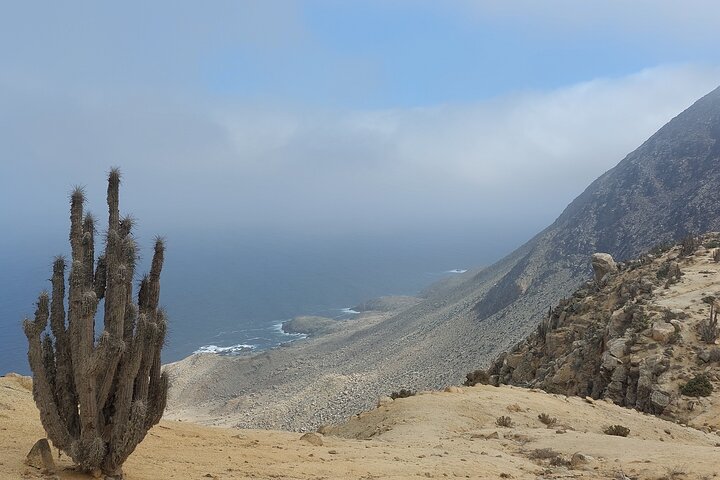The Challe National Parks from La Serena – Pan de Azucar & Llanos