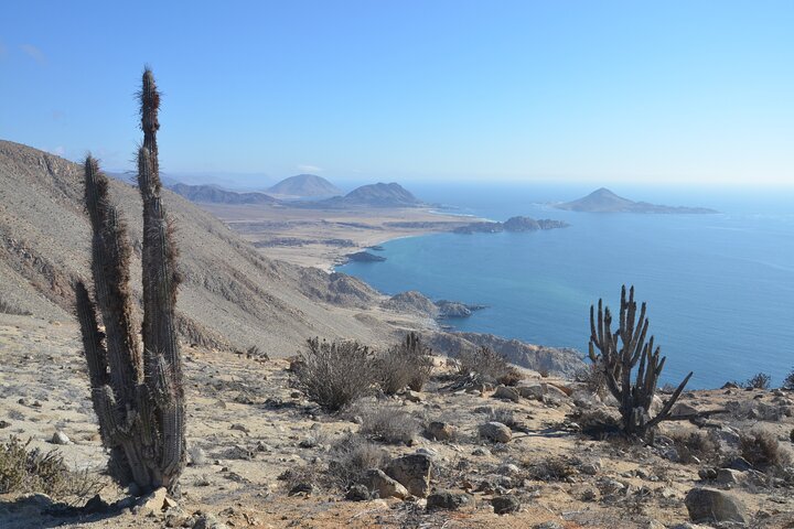 The Challe National Parks from La Serena – Pan de Azucar & Llanos