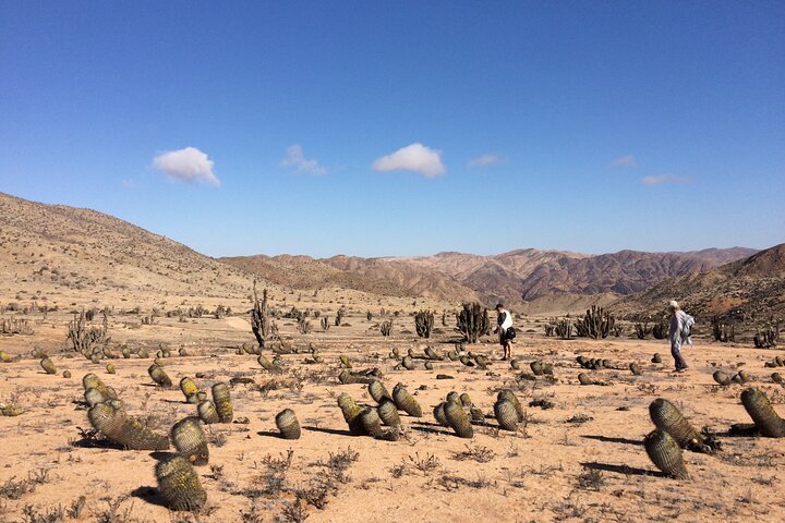 The Challe National Parks from La Serena – Pan de Azucar & Llanos