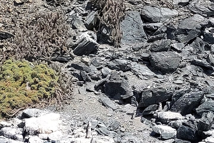 Hiking Ladies Island/Sailing 3 Islands Humboldt Penguin Reserve