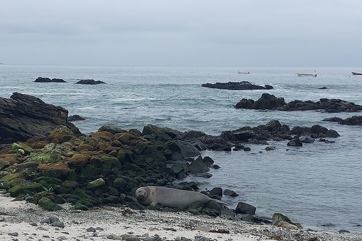 Hiking Ladies Island/Sailing 3 Islands Humboldt Penguin Reserve
