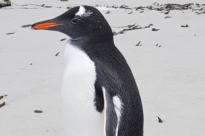 Private Penguin Paradise Tour: Penguins, Scenery & Stanley