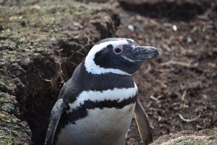 Private Penguin Paradise Tour: Penguins, Scenery & Stanley