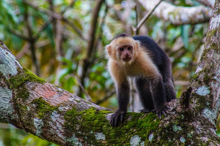 Private Nature Adventure Tour in Curu Wildlife Refuge