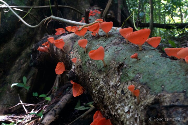 Private Nature Adventure Tour in Curu Wildlife Refuge