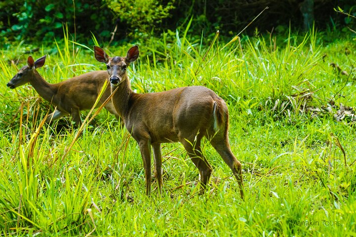 Private Nature Adventure Tour in Curu Wildlife Refuge