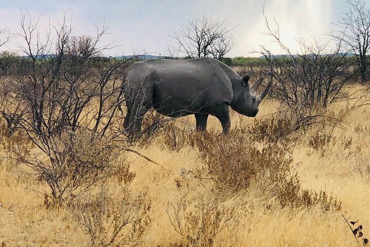 ETOSHA PARK SAFARI with local guides in 9-seater 4x4s