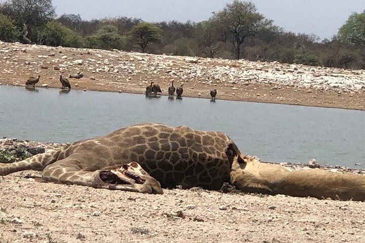 ETOSHA PARK SAFARI with local guides in 9-seater 4x4s