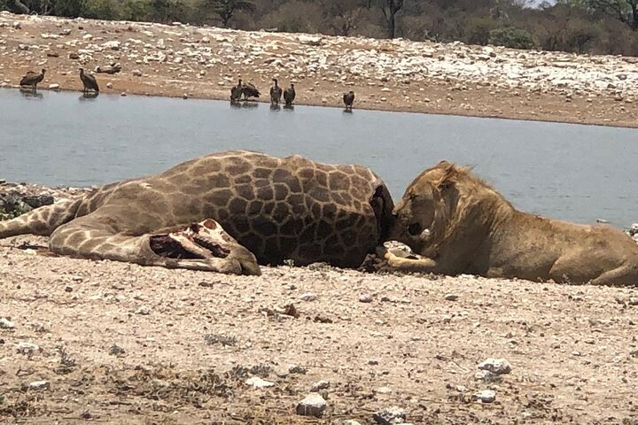 ETOSHA PARK SAFARI with local guides in 9-seater 4x4s