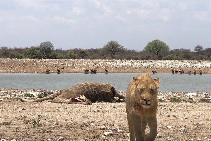 ETOSHA PARK SAFARI with local guides in 9-seater 4x4s