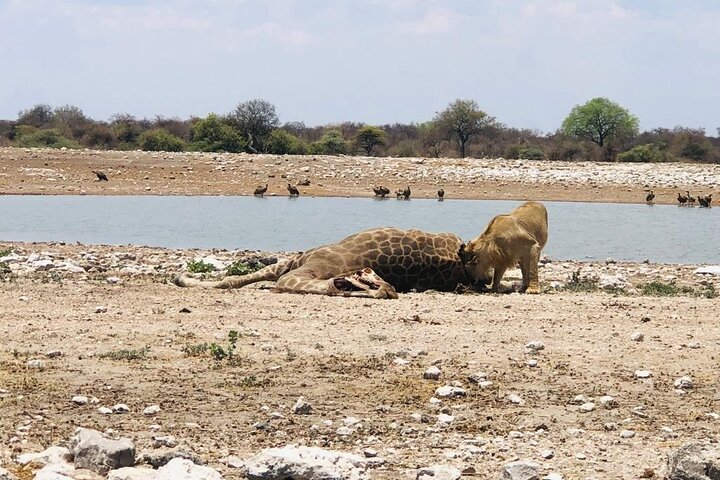 ETOSHA PARK SAFARI with local guides in 9-seater 4x4s